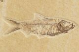 Two Detailed Knightia Fossil Fish - Wyoming #91587-3